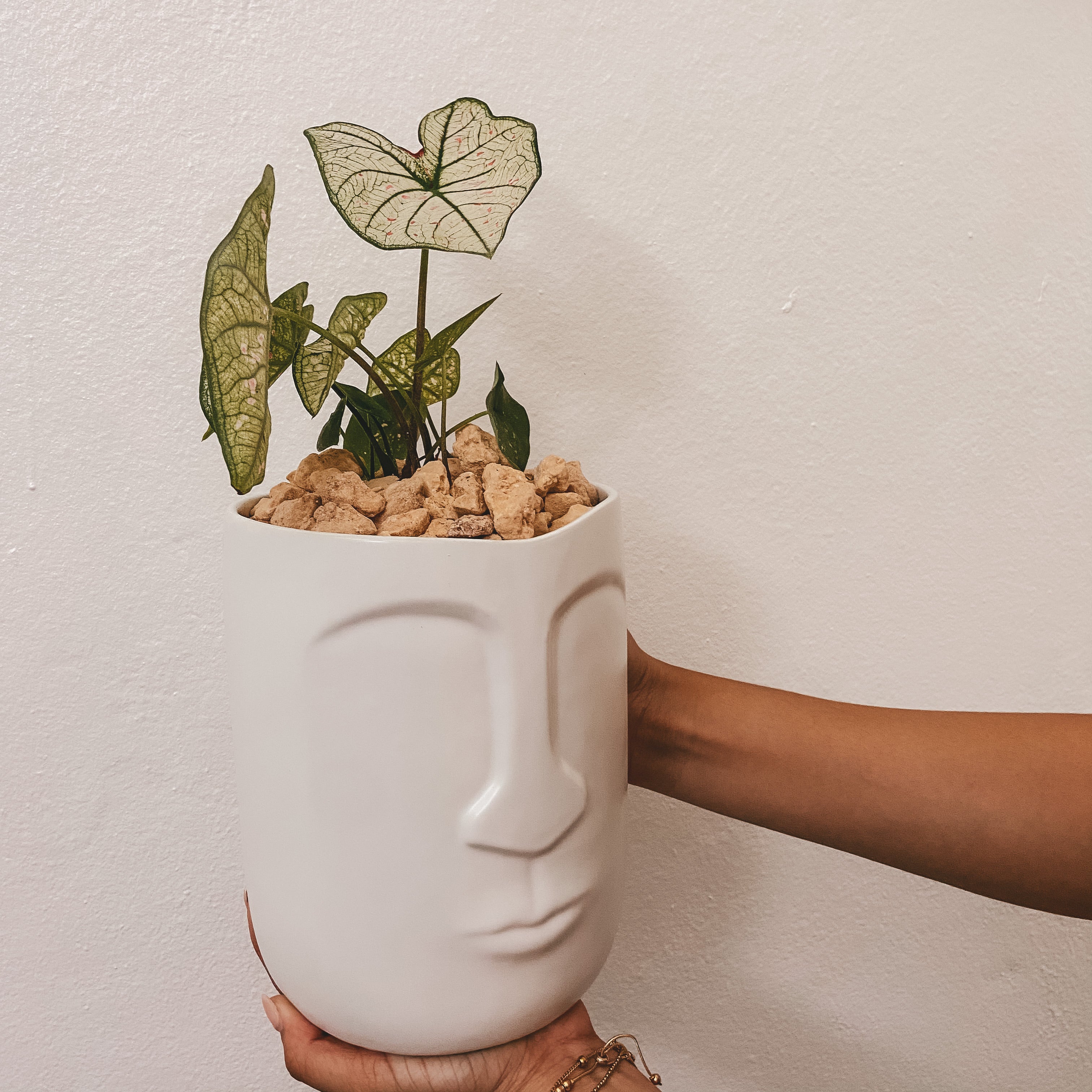 Caladium Plant