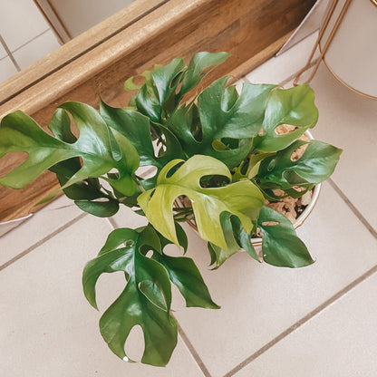 Monstera Plant  - GOLD AND WHITE POT