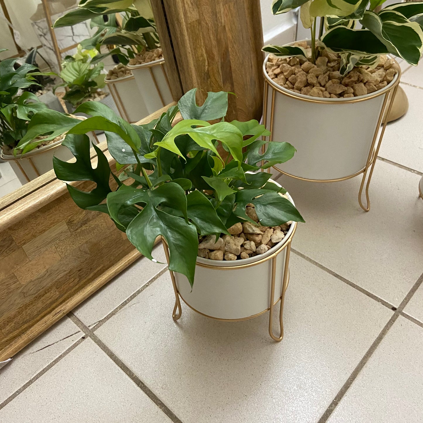 Monstera Plant  - GOLD AND WHITE POT